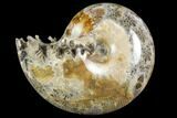 Polished, Agatized Ammonite (Phylloceras?) - Madagascar #149188-1